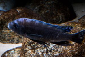 Cynotilapia sp. 'maleri' Mkondiwa Reef
