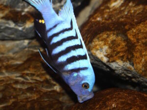 Metriaclima pulpican