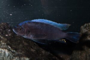 Cynotilapia sp. 'maleri' Mkondiwa Reef