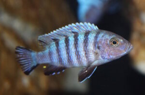 Metriaclima pulpican