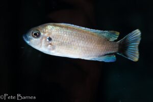 Cynotilapia sp. 'maleri' Mkondiwa Reef