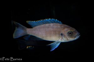 Cynotilapia sp. 'maleri' Mkondiwa Reef