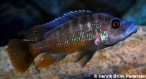 Abactochromis