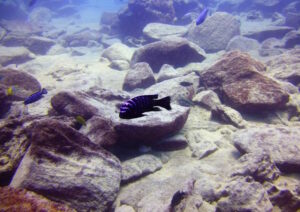 Cynotilapia zebroides 'Chizumulu Island'