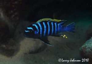Cynotilapia zebroides 'Chizumulu Island'