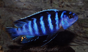 Chindongo minutus 