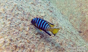 Chindongo sp. 'elongatus Masimbwe' Masimbwe Island