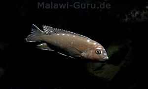 Chindongo sp. 'elongatus Spot' 