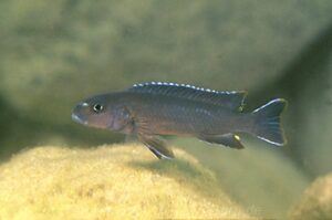 Chindongo ater 'Chinyamwezi'