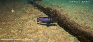 Chindongo bellicosus 'Zimbawe Rock'