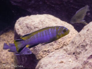 Chindongo cyaneus