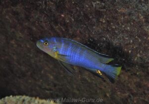Chindongo cyaneus