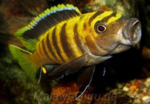 Chindongo flavus