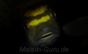 Chindongo flavus