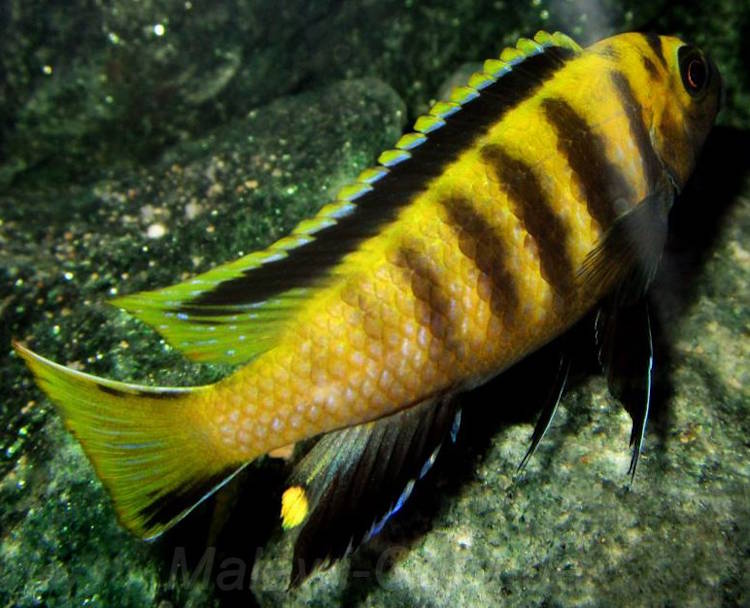 'Chinyankwazi Island' Chindongo flavus