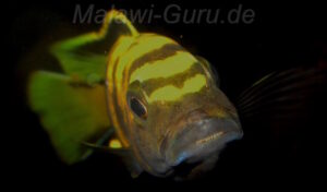 Chindongo flavus