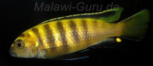 Chindongo flavus