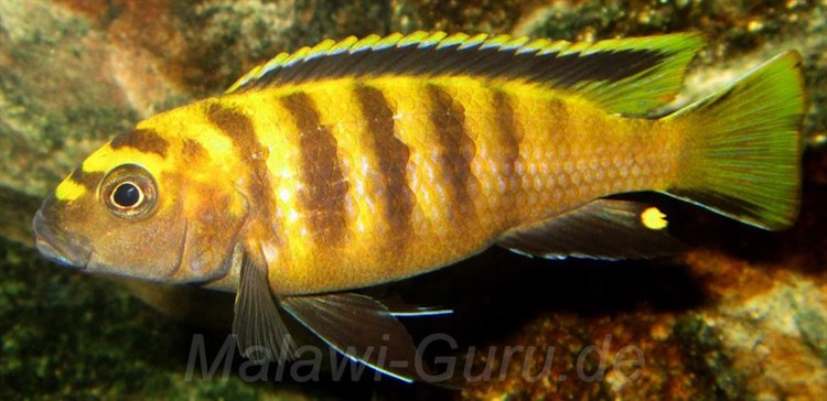 'Chinyankwazi Island' Chindongo flavus