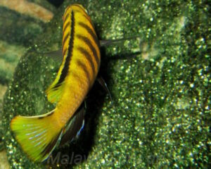 Chindongo flavus