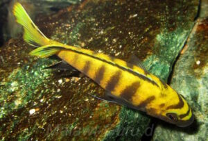 Chindongo flavus
