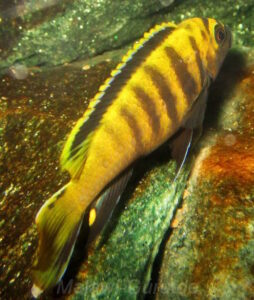 Chindongo flavus