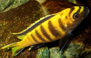 Chindongo flavus