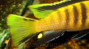 Chindongo flavus