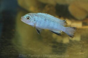 Chindongo heteropictus