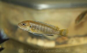 Chindongo heteropictus