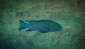 Chindongo longior 'Higga Reef'