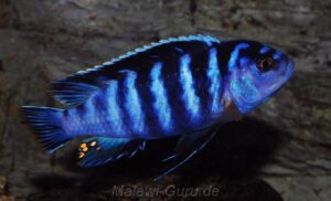 Chindongo minutus 'Mbowe Island'