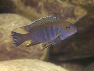 Chindongo sp. 'aggressive zebra likoma' Maingano Island