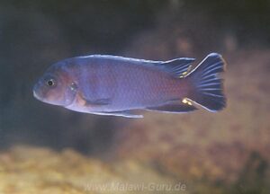 Chindongo sp. 'aggressive zebra' Ndumbi