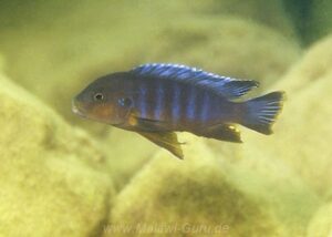 Chindongo sp. 'aggressive zebra mbenji' Ababi Island