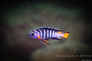 Chindongo sp. 'elongatus blue earth'