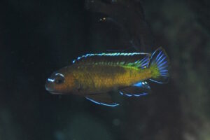 Chindongo sp. 'elongatus mbenji brown'
