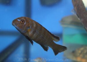 Chindongo sp. 'elongatus nkhata brown'