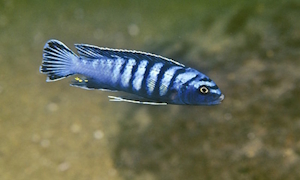 Chindongo sp.'elongatus ornatus'