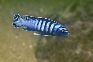Chindongo sp. 'elongatus ornatus'