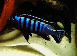 Chindongo sp. 'elongatus ornatus tanzania'