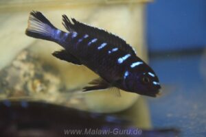 Chindongo sp. 'elongatus ruarwe'
