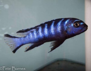 Chindongo sp.'elongatus ruarwe' Ruarwe