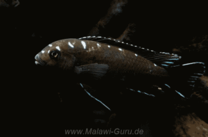Chindongo sp. 'elongatus spot' Hai (Chimate) Reef