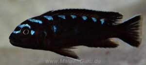 Chindongo sp. 'elongatus spot'