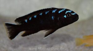 Chindongo sp. 'elongatus spot'