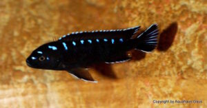 Chindongo sp. 'elongatus spot'