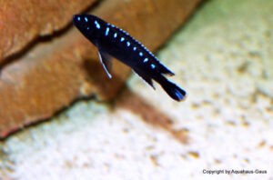 Chindongo sp. 'elongatus spot'