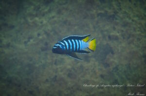 Chindongo sp.'elongatus mphanga' Katale Island