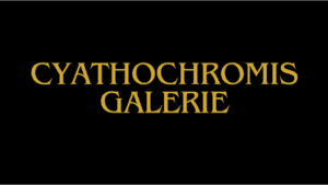 Cyathochromis Standorte Bildergalerie