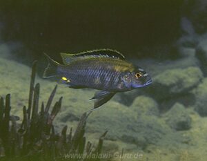 Cyathochromis obliquidens 'Narungu'